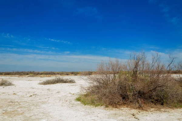 tuzlu su, tuz bataklığı. Etkin badlands. Tek çalı. Kazakistan