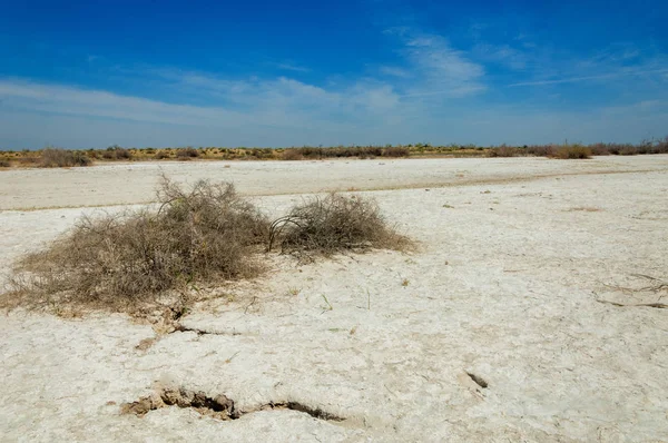 tuzlu su, tuz bataklığı. Etkin badlands. Tek çalı. Kazakistan