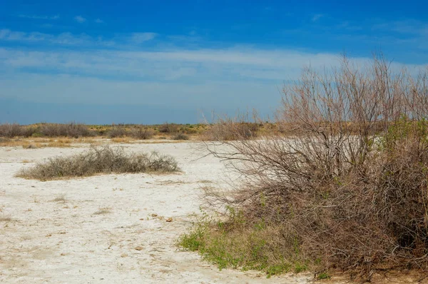 tuzlu su, tuz bataklığı. Etkin badlands. Tek çalı. Kazakistan