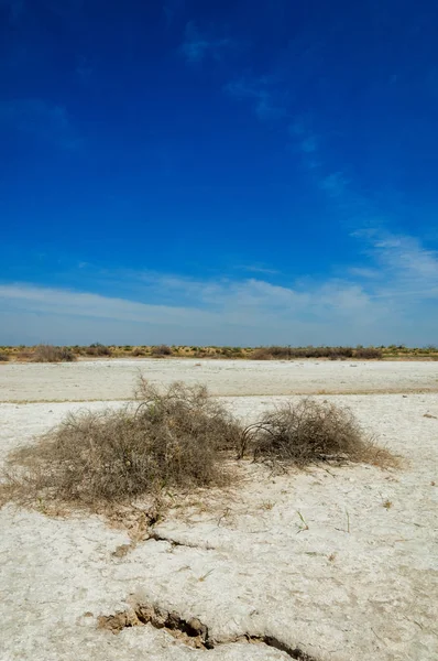 tuzlu su, tuz bataklığı. Etkin badlands. Tek çalı. Kazakistan