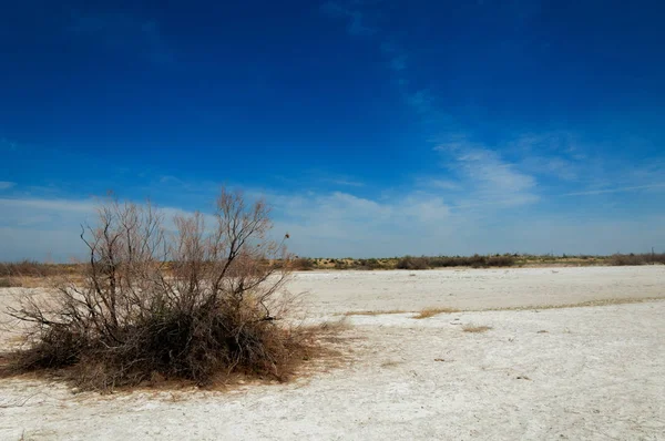 tuzlu su, tuz bataklığı. Etkin badlands. Tek çalı. Kazakistan