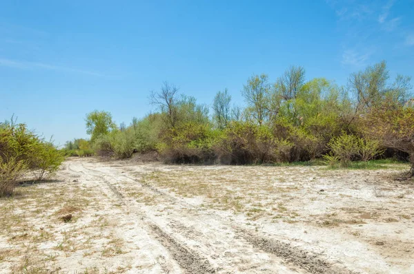 tuzlu su, tuz bataklığı. Etkin badlands. Tek çalı. Kazakistan
