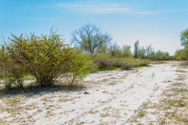 tuzlu su, tuz bataklığı. Etkin badlands. Tek çalı. Kazakistan
