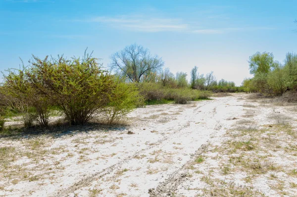 tuzlu su, tuz bataklığı. Etkin badlands. Tek çalı. Kazakistan
