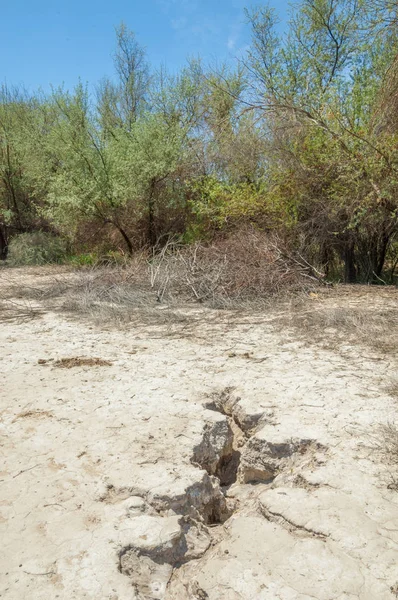 tuzlu su, tuz bataklığı. Etkin badlands. Tek çalı. Kazakistan