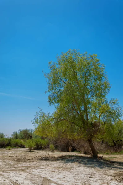 tuzlu su, tuz bataklığı. Etkin badlands. Tek çalı. Kazakistan