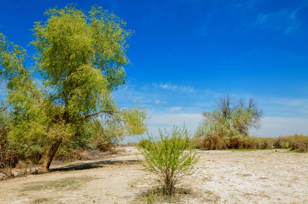 Saline Marais Salé Les Badlands Etosha Arbuste Unique Kazakhstan — Photo