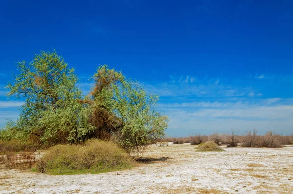 tuzlu su, tuz bataklığı. Etkin badlands. Tek çalı. Kazakistan