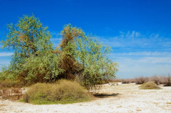 Solução Salina Sal Pântano Etosha Badlands Arbusto Simples Cazaquistão — Fotografia de Stock