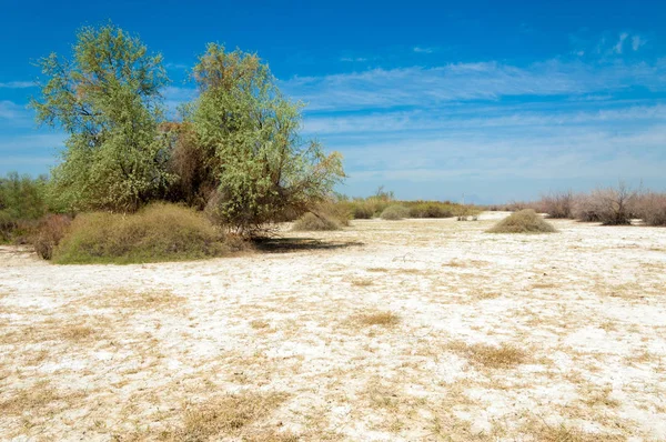 Saline Marais Salé Les Badlands Etosha Arbuste Unique Kazakhstan — Photo