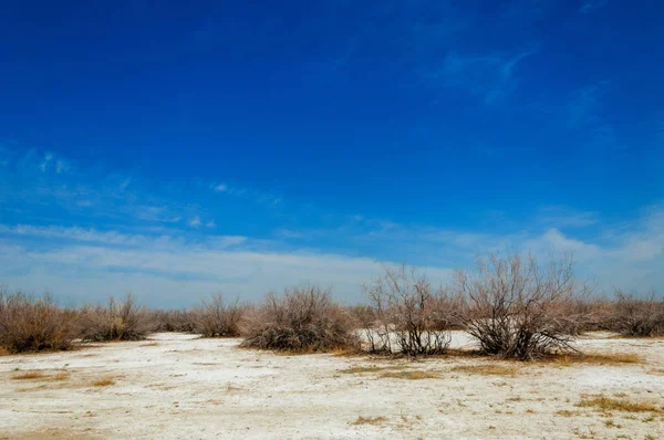 tuzlu su, tuz bataklığı. Etkin badlands. Tek çalı. Kazakistan