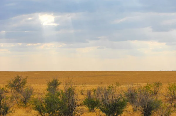 Woodless, zavallı nemi ve genellikle düz ile kuru iklim bölgesinde otsu bitki örtüsü bozkır. çayır, veld, veldt