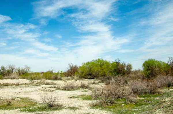 tuzlu su, tuz bataklığı. Etkin badlands. Tek çalı. Kazakistan