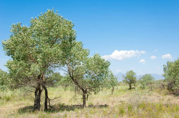  Bozkır yaz. Turgai kapısı. Turgai Kaydet. Milli Parkı 
