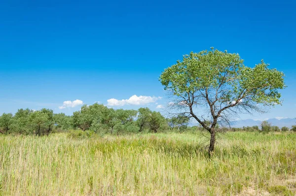  Bozkır yaz. Turgai kapısı. Turgai Kaydet. Milli Parkı 