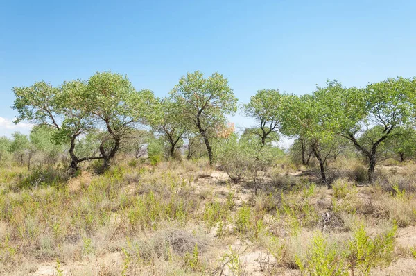  Bozkır yaz. Turgai kapısı. Turgai Kaydet. Milli Parkı 
