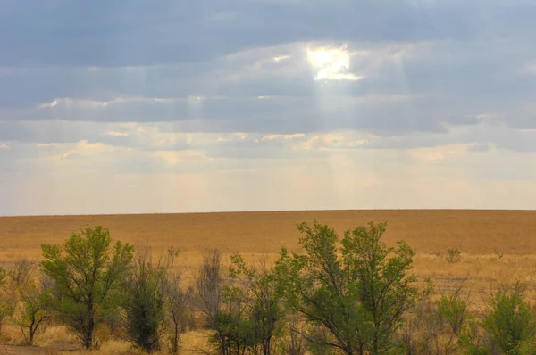 Woodless, zavallı nemi ve genellikle düz ile kuru iklim bölgesinde otsu bitki örtüsü bozkır. çayır, veld, veldt