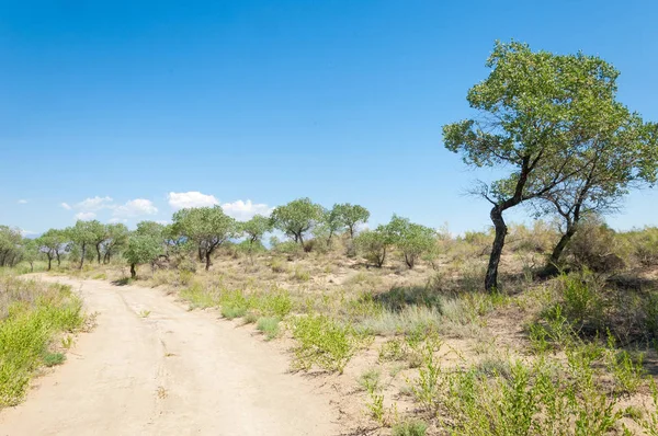  Bozkır yaz. Turgai kapısı. Turgai Kaydet. Milli Parkı 