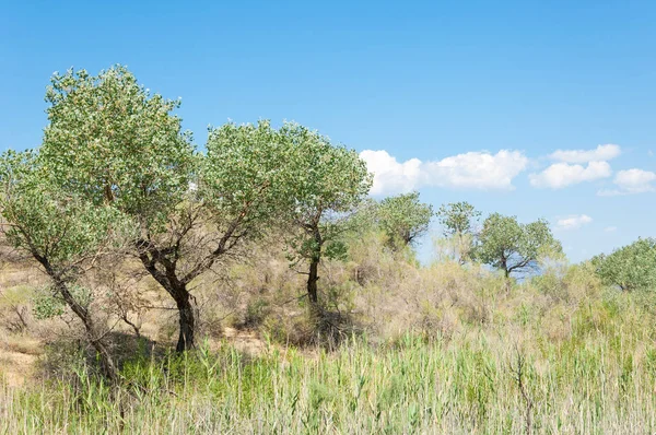  Bozkır yaz. Turgai kapısı. Turgai Kaydet. Milli Parkı 