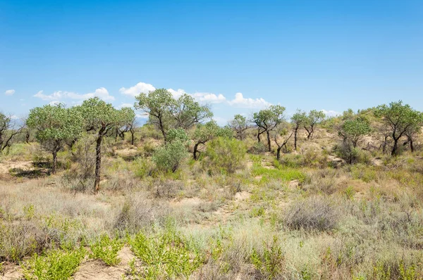  Bozkır yaz. Turgai kapısı. Turgai Kaydet. Milli Parkı 