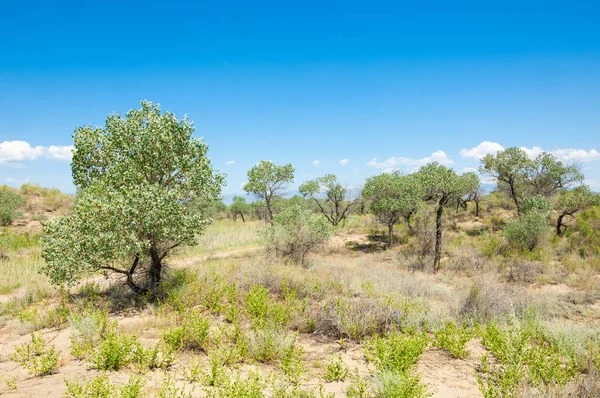  Bozkır yaz. Turgai kapısı. Turgai Kaydet. Milli Parkı 
