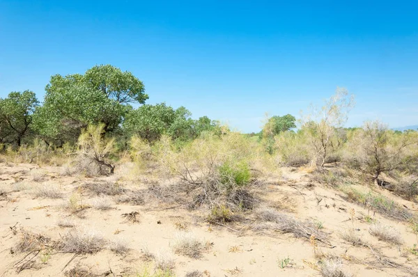  Bozkır yaz. Turgai kapısı. Turgai Kaydet. Milli Parkı 