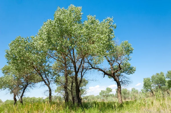  Bozkır yaz. Turgai kapısı. Turgai Kaydet. Milli Parkı 