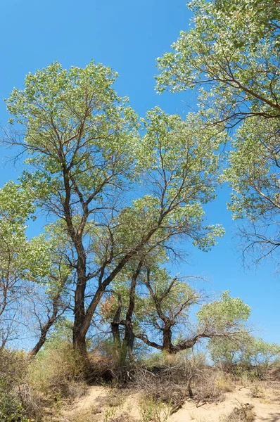 Lato Stepie Brama Turgai Turgai Zapisz Park Narodowy Altyn Emel — Zdjęcie stockowe