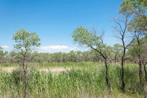  Bozkır yaz. Turgai kapısı. Turgai Kaydet. Milli Parkı 