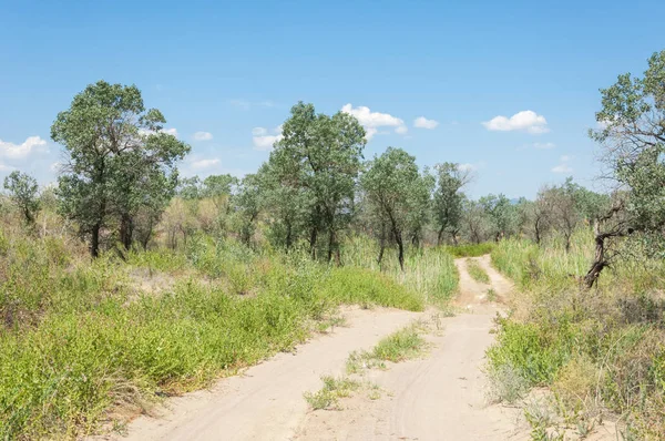  Bozkır yaz. Turgai kapısı. Turgai Kaydet. Milli Parkı 