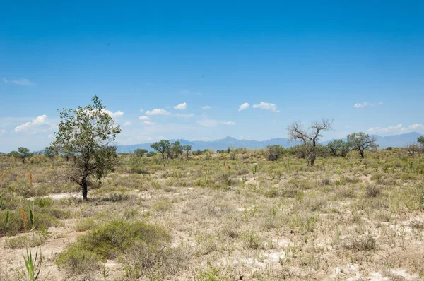 Bozkır yaz. Turgai kapısı. Turgai Kaydet. Milli Parkı 