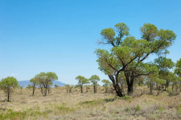 Estepa Verano Puerta Turgai Turgai Salvar Parque Nacional Altyn Emel — Foto de Stock