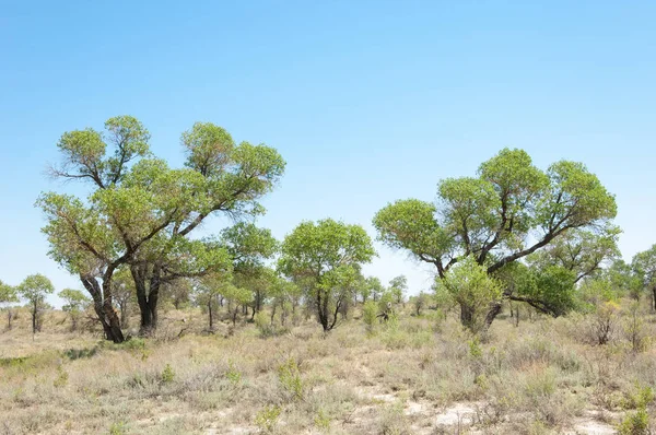  Bozkır yaz. Turgai kapısı. Turgai Kaydet. Milli Parkı 