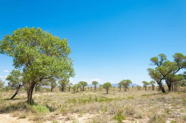  Bozkır yaz. Turgai kapısı. Turgai Kaydet. Milli Parkı 