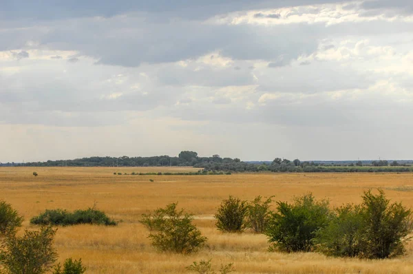Woodless, zavallı nemi ve genellikle düz ile kuru iklim bölgesinde otsu bitki örtüsü bozkır. çayır, veld, veldt