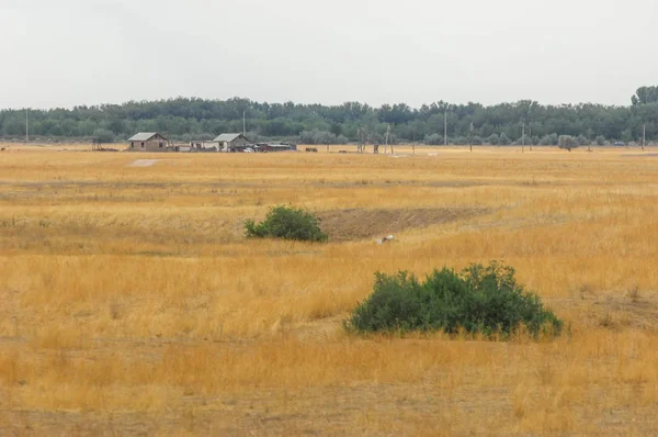 Steppe Woodless Arme Vocht Meestal Plat Met Gras Begroeide Vegetatie — Stockfoto