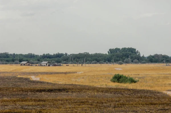 Woodless, zavallı nemi ve genellikle düz ile kuru iklim bölgesinde otsu bitki örtüsü bozkır. çayır, veld, veldt