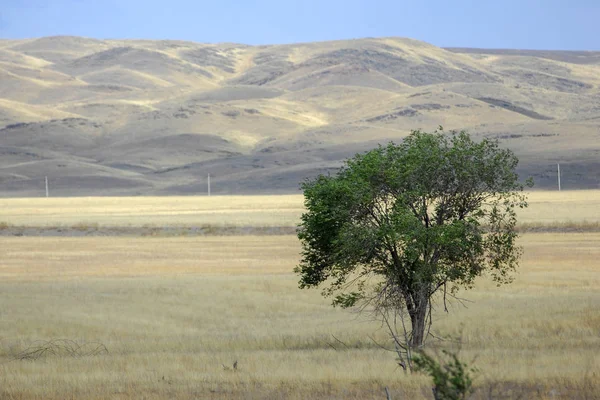 Steppe Est Sans Bois Pauvre Humidité Généralement Plate Avec Une — Photo