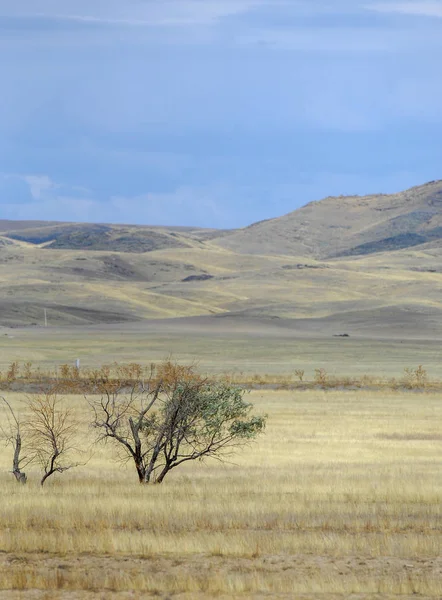 Woodless, zavallı nemi ve genellikle düz ile kuru iklim bölgesinde otsu bitki örtüsü bozkır. çayır, veld, veldt
