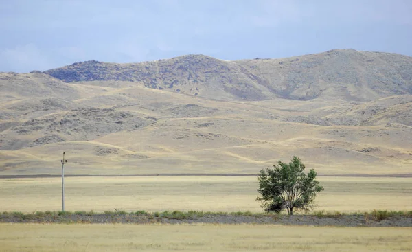 Woodless, zavallı nemi ve genellikle düz ile kuru iklim bölgesinde otsu bitki örtüsü bozkır. çayır, veld, veldt