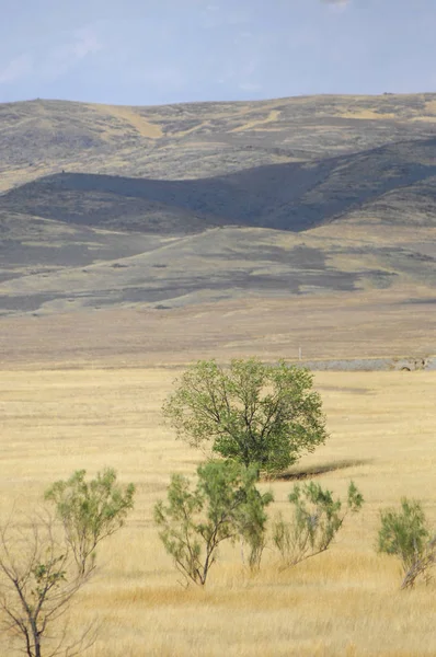 The steppe is woodless, poor in moisture and usually flat with grassy vegetation in the dry climate zone. prairie, veld, veldt