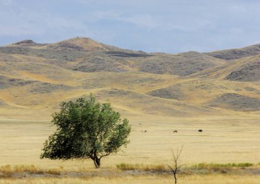 Woodless, zavallı nemi ve genellikle düz ile kuru iklim bölgesinde otsu bitki örtüsü bozkır. çayır, veld, veldt
