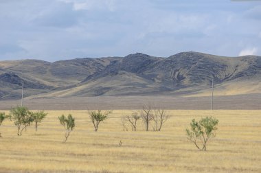 Woodless, zavallı nemi ve genellikle düz ile kuru iklim bölgesinde otsu bitki örtüsü bozkır. çayır, veld, veldt
