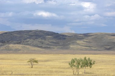 Woodless, zavallı nemi ve genellikle düz ile kuru iklim bölgesinde otsu bitki örtüsü bozkır. çayır, veld, veldt