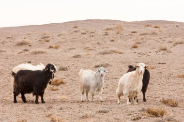 Bozkır, çayır, veldt, veld. bozkırlarında kum keçi. Güneydoğu Avrupa ve Sibirya düz unforested otlak geniş bir alanda.
