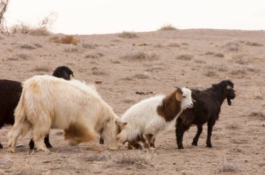 Bozkır, çayır, veldt, veld. bozkırlarında kum keçi. Güneydoğu Avrupa ve Sibirya düz unforested otlak geniş bir alanda.