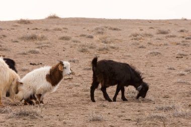 Bozkır, çayır, veldt, veld. bozkırlarında kum keçi. Güneydoğu Avrupa ve Sibirya düz unforested otlak geniş bir alanda.