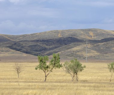 Woodless, zavallı nemi ve genellikle düz ile kuru iklim bölgesinde otsu bitki örtüsü bozkır. çayır, veld, veldt