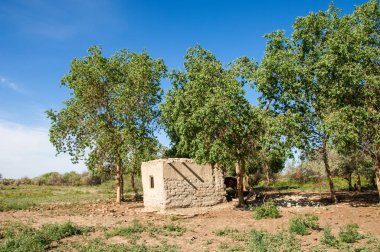 bozkır, çayır, veldt, veld. Bahar Orta Asya. Kazakistan. Turanga kavak. Euphrates kavak