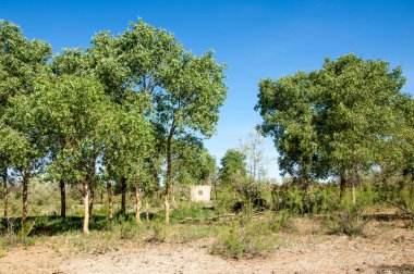 çöl, vahşi, kumlar, ıssızlık, atık, sahara. Hayvancılık, özellikle sığır veya ata, bir çiftlik veya ahır için bir kalem. su bulunduğu bir çölde bereketli bir nokta.